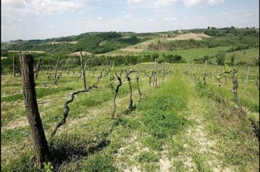 Winery in Chianti for sale