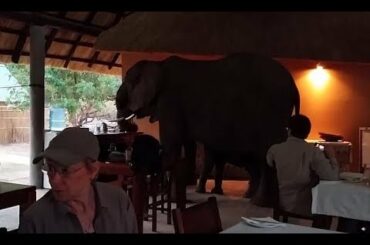 ✅  A jumbo-sized table for three, please! | Daily Mail Online