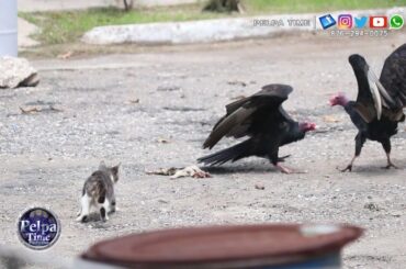 CAT getting ready to eat a John Crow that fly down to full is belly