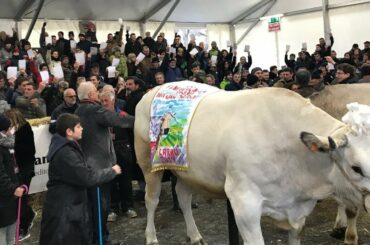 109^ Fiera Nazionale del Bue Grasso, Carrù, Cuneo, Piedmont, Italy, Europe