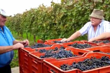 Graham McCormick's Wine Making in Italy: Part 1 - Picking the Grapes