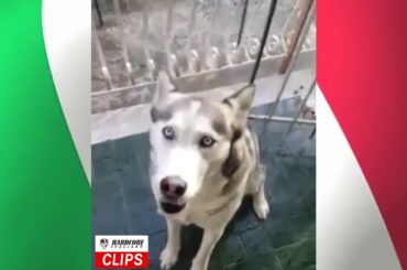 Dog Says Swear Words in Italian - Funny Video!