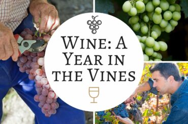 Making Wine: In the Vineyard | A Year in the Vines