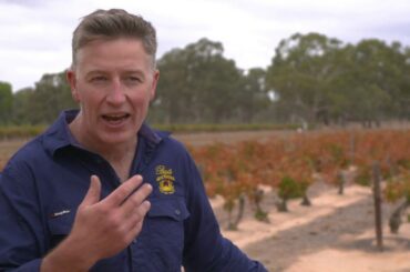 Best's Great Western Dolcetto