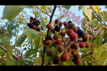 Wild blackberry smoothie recipe