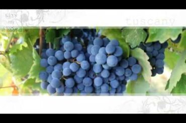 Keys My Crops & Tuscany area (ITALY)