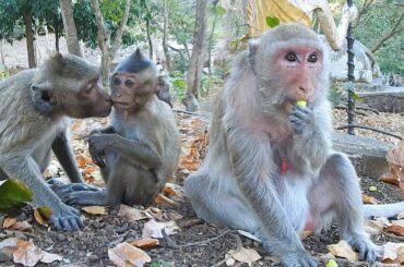 Amira, she runs play enjoying With friends Will search for food near her mother