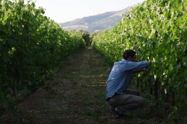 Pietra Pinta - a family winery in the heart of Italy