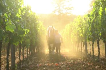 Marco Carpineti - an organic winery just a train ride from Rome