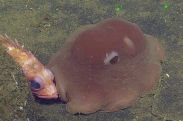 Facts: The Flapjack Octopus