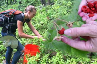 Foraging for Wild Edible Plants & Bartering with Free Forest Food?