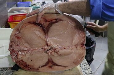 BIGGEST SWORDFISH CUTTING EVER