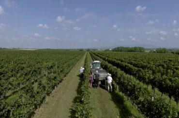 Casale Del Giglio - one of the best wineries in Italy with an archaeological Roman site