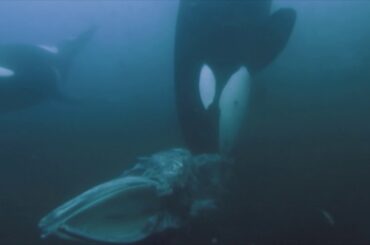 Incredible footage of orcas eating a minke whale