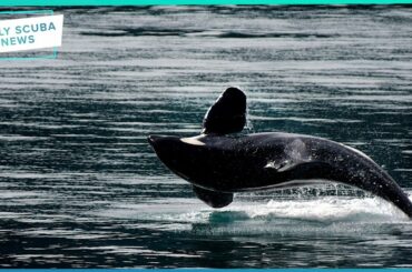 Daily Scuba News - Rare Sightings Of Orcas In Italy