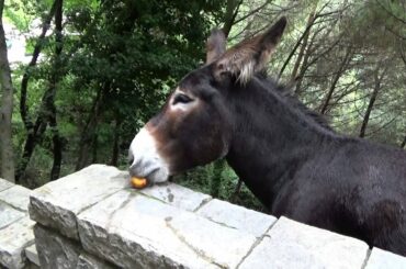 Donkey in Italy, eating