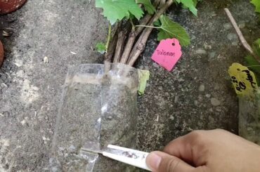 How to repot rooted grapevines | Hybrid grapes