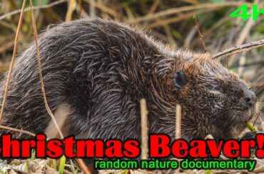 Christmas Beaver in Vancouver Nature Video,  Eating Food - 4k video nikon