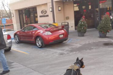 Ace the Doberman going out to eat some Italian food at Pizza classical's