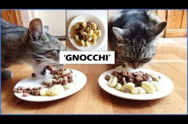 CATS TRY "GNOCCHI" PASTA RICETTE| CATS TRY | CAT EATING ITALIAN FOODS ASMR