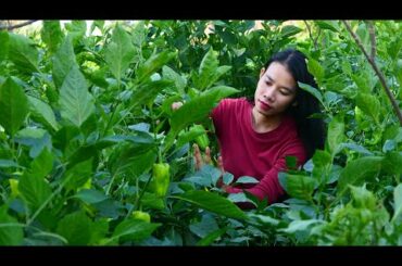 Yummy Cooking Cubanelle Recipe | I Picked Some Cuban Peppers To Cook With Pork Belly