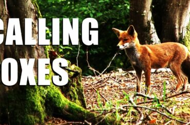Fieldsports Britain - Shooting foxes, rabbits and how Italians run estates