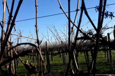 #Grapegarden #Italiangrape #wineyards  Beautiful Grape Graden in Italy wineyards in Itlay