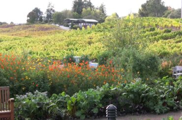 Sonoma County Wine Farm to Table Feast - Wine Oh TV