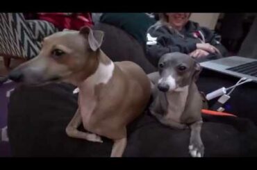 kermit being nasty for 1 minute straight (meme)