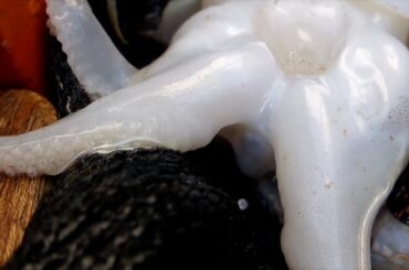 Master of Gastronomy: Food in Italy & Food in the World