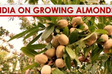 Lidia on Growing Almonds in Italy!