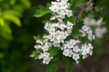 #1/4 - Discover Marche's Wines and Grapes: Bianchello
