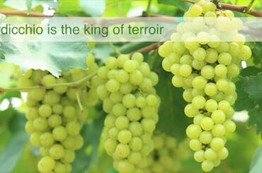 #2/4 - Discover Marche's Wines and Grapes: Verdicchio