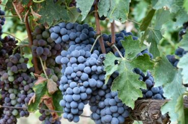 #3/4 - Discover Marche's Wines and Grapes: Montepulciano and Sangiovese