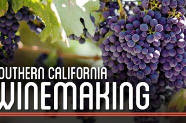 Winemaking in Southern California | How to Brew Everything