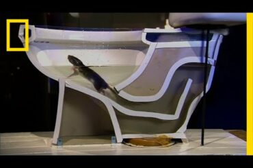 See How Easily a Rat Can Wriggle Up Your Toilet | National Geographic