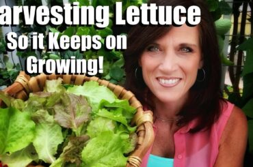 How to Harvest Lettuce so it Keeps on Growing & Wash & Store it to Last Longer/Small Space Garden #7