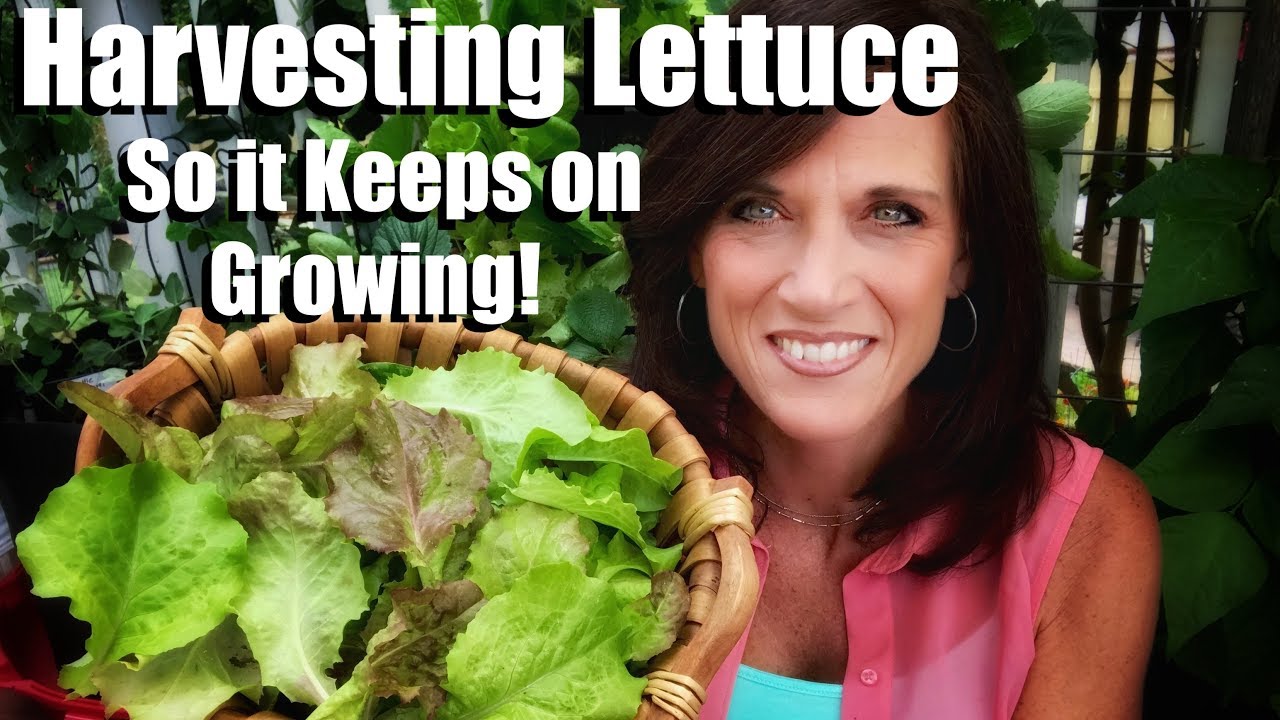 How to Harvest Lettuce so it Keeps on Growing & Wash & Store it to Last Longer/Small Space Garden #7 How to Harvest Lettuce so it Keeps on Growing & Wash & Store it to Last Longer/Small Space Garden #7