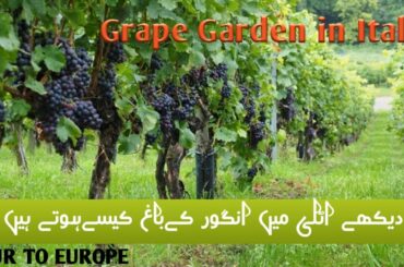 Grape Garden in Itlay Europe|how is grape garden in Italy Europe Urdu,Hindi[TOUR TO EUROPE]