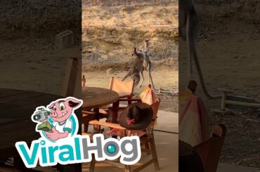 Wrestling Wallabies Crash into Backyard Furniture || ViralHog