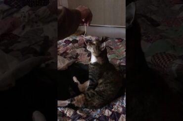 Tit tit loves Italian food