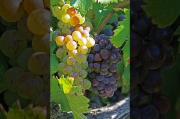 Ep 307: The Grape Miniseries -- Muscat (the Granddaddy of them all)