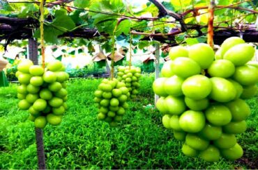 Japan Shine Muscat Grape Farm and Harvest - Milk Grape - Amazing Japan Grape Agriculture