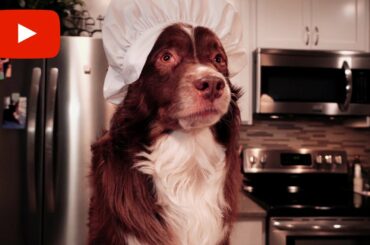 Cute Dog Makes Spaghetti: Chef Dog Ryder