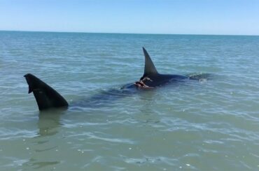 Paddling Next To Great White Shark
