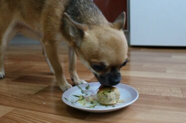 Dog  eating  classic Italian Meatballs  ASMR