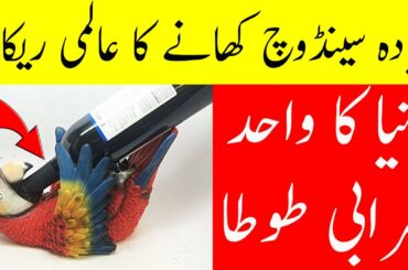 Eat more sandwiches and make a record!!!/////drinking parrot in hindi and urdu