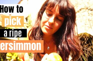 how to pick a perfectly ripe persimmon! MASSIVE HARVEST!