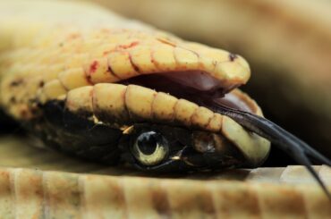 Snake Fakes Death With Oscar-Worthy Performance