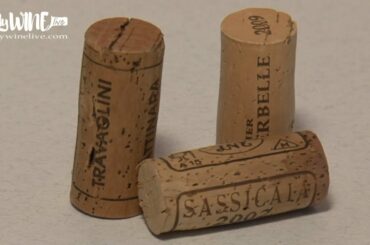 The cork of a wine bottle. Types and curiosities